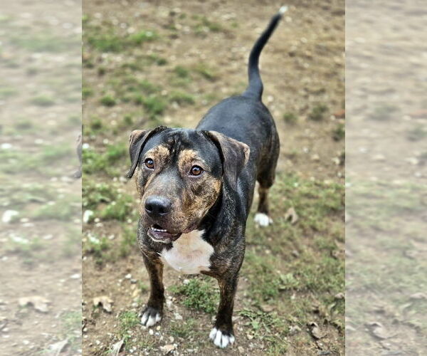 Medium Photo #12 Mutt Puppy For Sale in Crandall, GA, USA