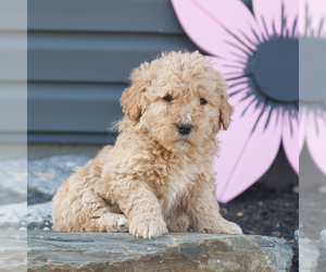 Goldendoodle (Miniature) Puppy for sale in MANHEIM, PA, USA