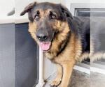 Small #2 German Shepherd Dog
