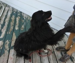 Small Photo #1 Newfoundland-Shepadoodle Mix Puppy For Sale in SHEBOYGAN FALLS, WI, USA