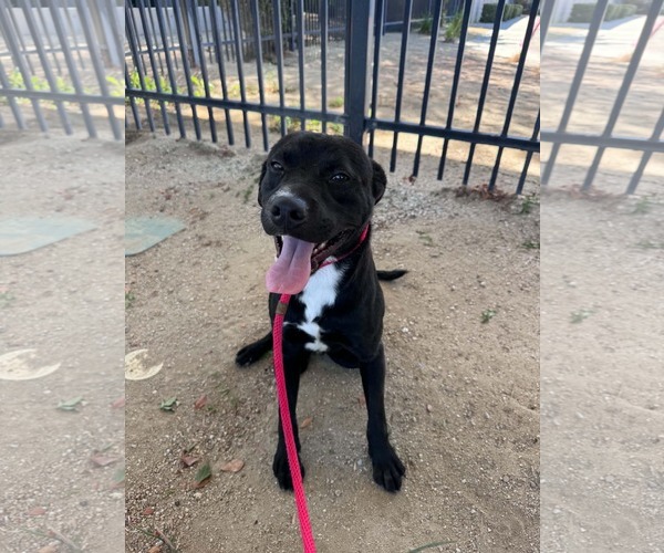 Medium Photo #3 Labrador Retriever-Unknown Mix Puppy For Sale in San Diego, CA, USA