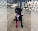 Small #2 Labrador Retriever Mix