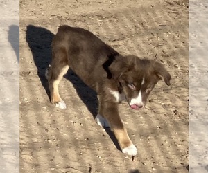 Miniature Australian Shepherd Puppy for sale in FORT MORGAN, CO, USA