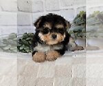 Small #17 Morkie