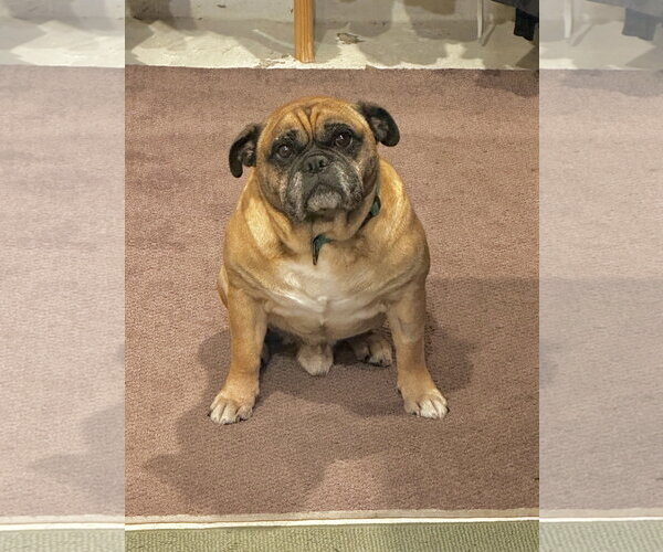 Medium Photo #3 Bulldog Puppy For Sale in St. Louis Park, MN, USA