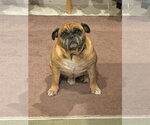 Small #2 Bulldog