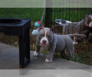 American Bully Puppy for sale in MOSCOW MILLS, MO, USA