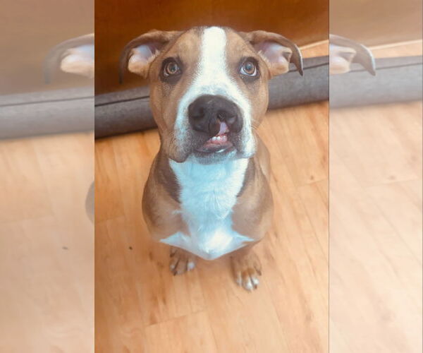 Medium Photo #19 American Bulldog-Unknown Mix Puppy For Sale in Germantown, OH, USA