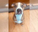 Small #18 American Bulldog Mix