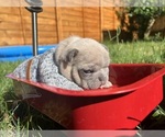 Small #4 French Bulldog