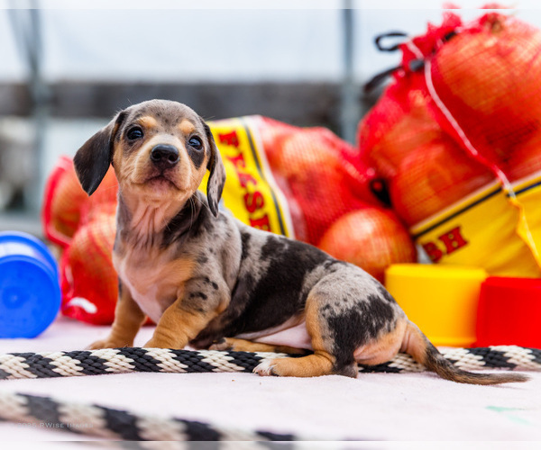 Medium Photo #27 Dachshund Puppy For Sale in WAKARUSA, IN, USA