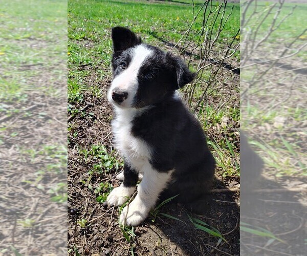 Medium Photo #4 Border Collie Puppy For Sale in NORBORNE, MO, USA