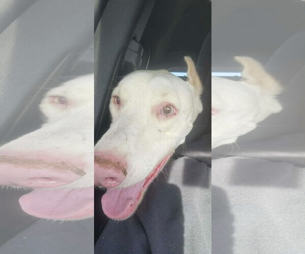 Medium Photo #2 Doberman Pinscher Puppy For Sale in Buffalo, MN, USA