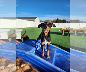 Blair Adoption Pending! - Female Doberman Pinscher-Unknown Mix Dog for Adoption - Photo #2
