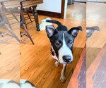 Small #1 Mutt