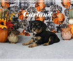 Small #2 Cavalier King Charles Spaniel