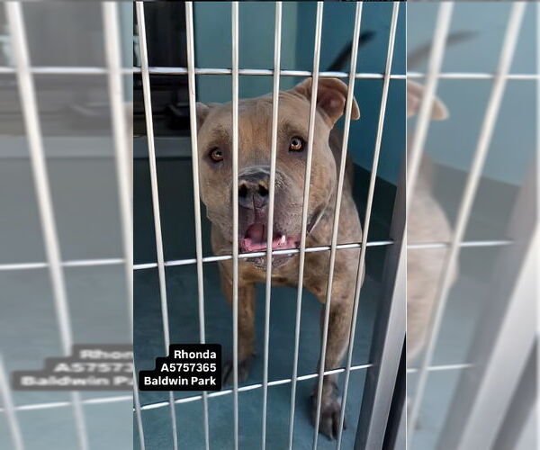 Medium Photo #1 American Pit Bull Terrier Puppy For Sale in Pasadena, CA, USA