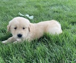 Small Photo #1 Golden Retriever Puppy For Sale in CONGERVILLE, IL, USA