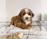 Small Goldendoodle (Miniature)