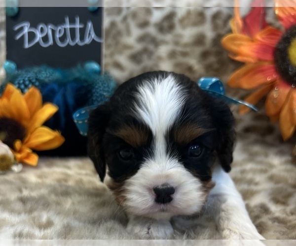 Medium Photo #2 Cavalier King Charles Spaniel Puppy For Sale in ABILENE, TX, USA