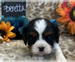 Small #1 Cavalier King Charles Spaniel