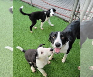 Nimbus - Male Border Collie Dog for Adoption - Photo #7