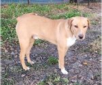 Small Photo #7 Labrador Retriever-Unknown Mix Puppy For Sale in Tampa, FL, USA