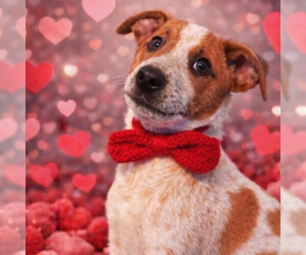 Medium Photo #1 Mutt Puppy For Sale in Canton, CT, USA