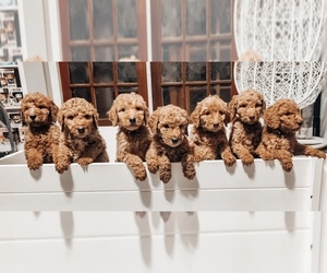 Poodle (Standard) Puppy for sale in LENOX, GA, USA