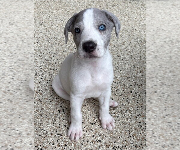 Medium Photo #3 Great Dane-Unknown Mix Puppy For Sale in Lakewood, CO, USA