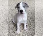 Small #2 Great Dane Mix