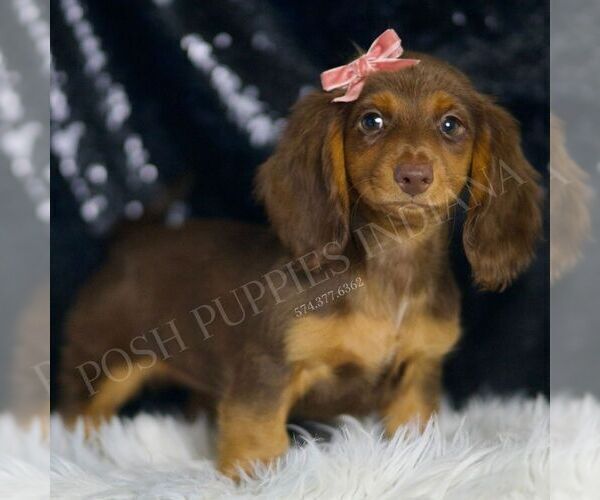 Medium Photo #5 Dachshund Puppy For Sale in WARSAW, IN, USA