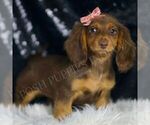 Small #4 Dachshund