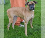 Small #3 Boxer