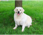 Small English Cream Golden Retriever
