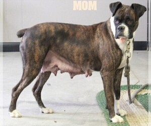 Mother of the Bull-Boxer puppies born on 10/13/2022