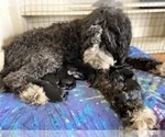 Small Photo #4 Bernedoodle-Golden Retriever Mix Puppy For Sale in BEULAH, MI, USA