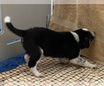 Small Photo #7 Border Collie Puppy For Sale in MINNEAPOLIS, MN, USA