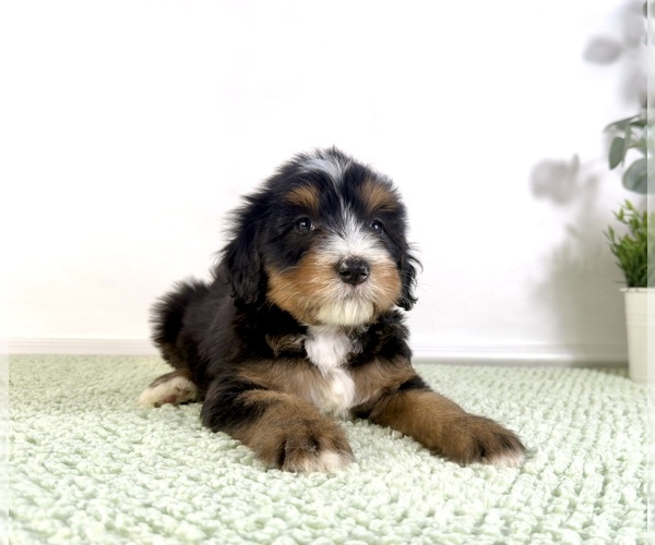 Medium Photo #2 Bernedoodle (Miniature) Puppy For Sale in GREENFIELD, IN, USA