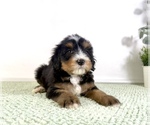 Small #1 Bernedoodle (Miniature)
