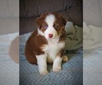 Small Photo #12 Australian Shepherd Puppy For Sale in DRAYTON, SC, USA