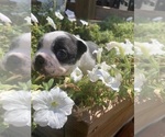 Small #6 Boston Terrier