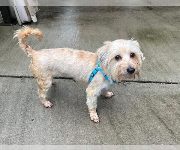 Medium Photo #6 Maltese-Unknown Mix Puppy For Sale in Greensboro, NC, USA