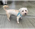 Small #5 Maltese Mix