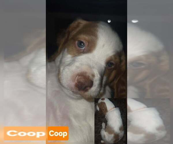 Medium Photo #3 Brittany Puppy For Sale in EAST DUBUQUE, IL, USA