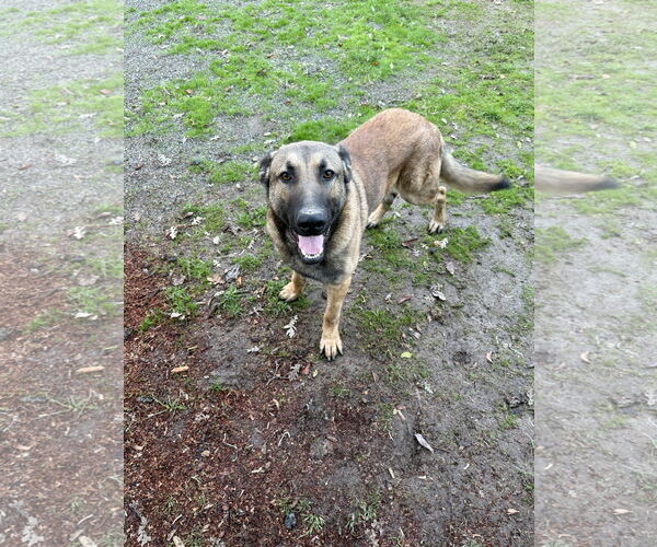 Medium Photo #1 German Shepherd Dog-Unknown Mix Puppy For Sale in Woodland, CA, USA