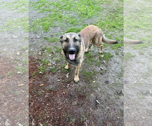 German Shepherd Dog-Unknown Mix Dogs for adoption in Woodland, CA, USA