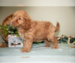 Small #2 Goldendoodle (Miniature)