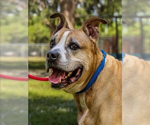 Staffordshire Bull Terrier-Unknown Mix Dogs for adoption in Vero Beach, FL, USA