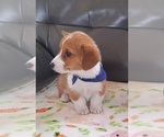 Small Photo #4 Pembroke Welsh Corgi Puppy For Sale in ARROYO GRANDE, CA, USA